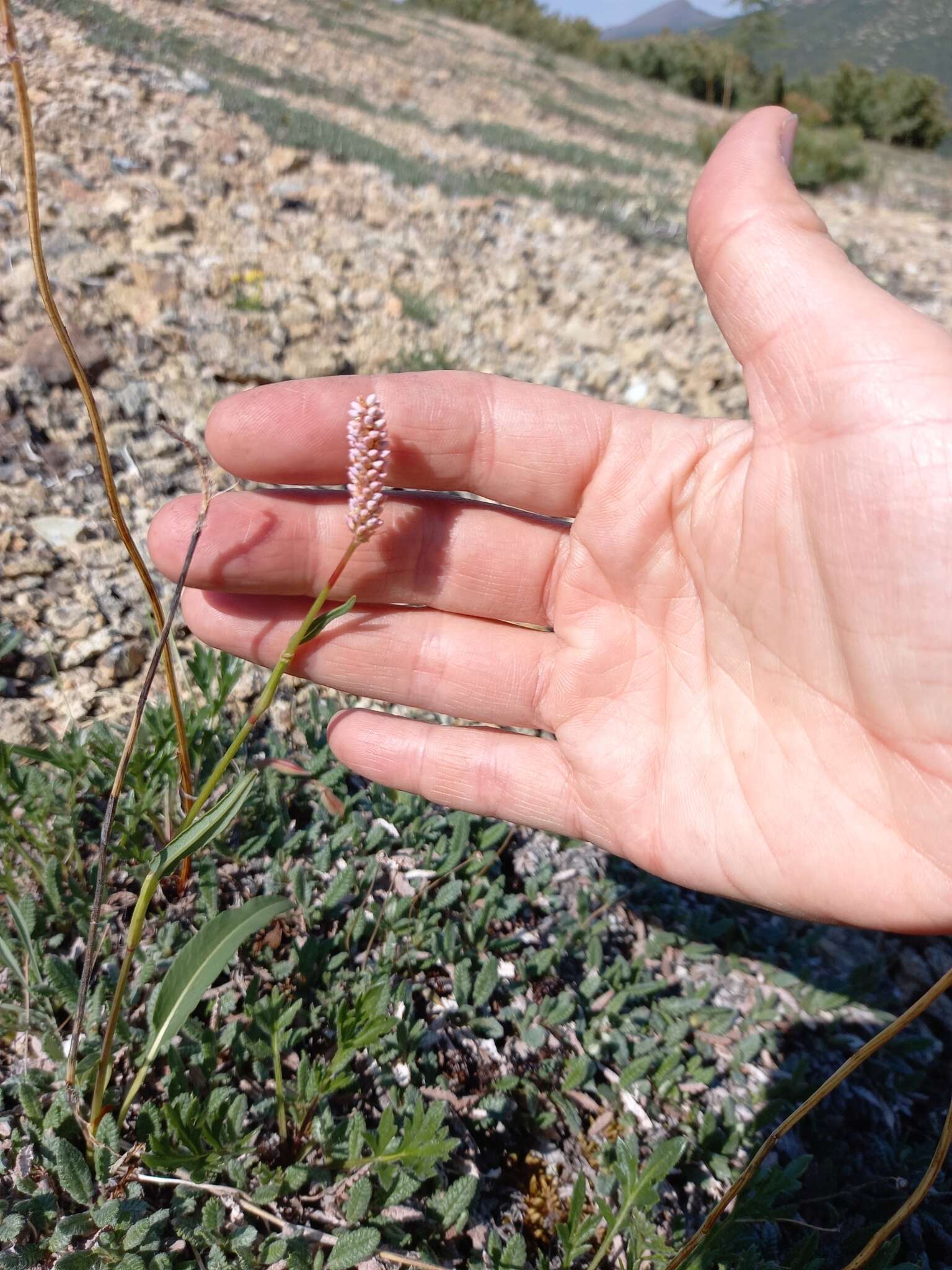 Imagem de Bistorta elliptica (Willd. ex Spreng.) Kom.