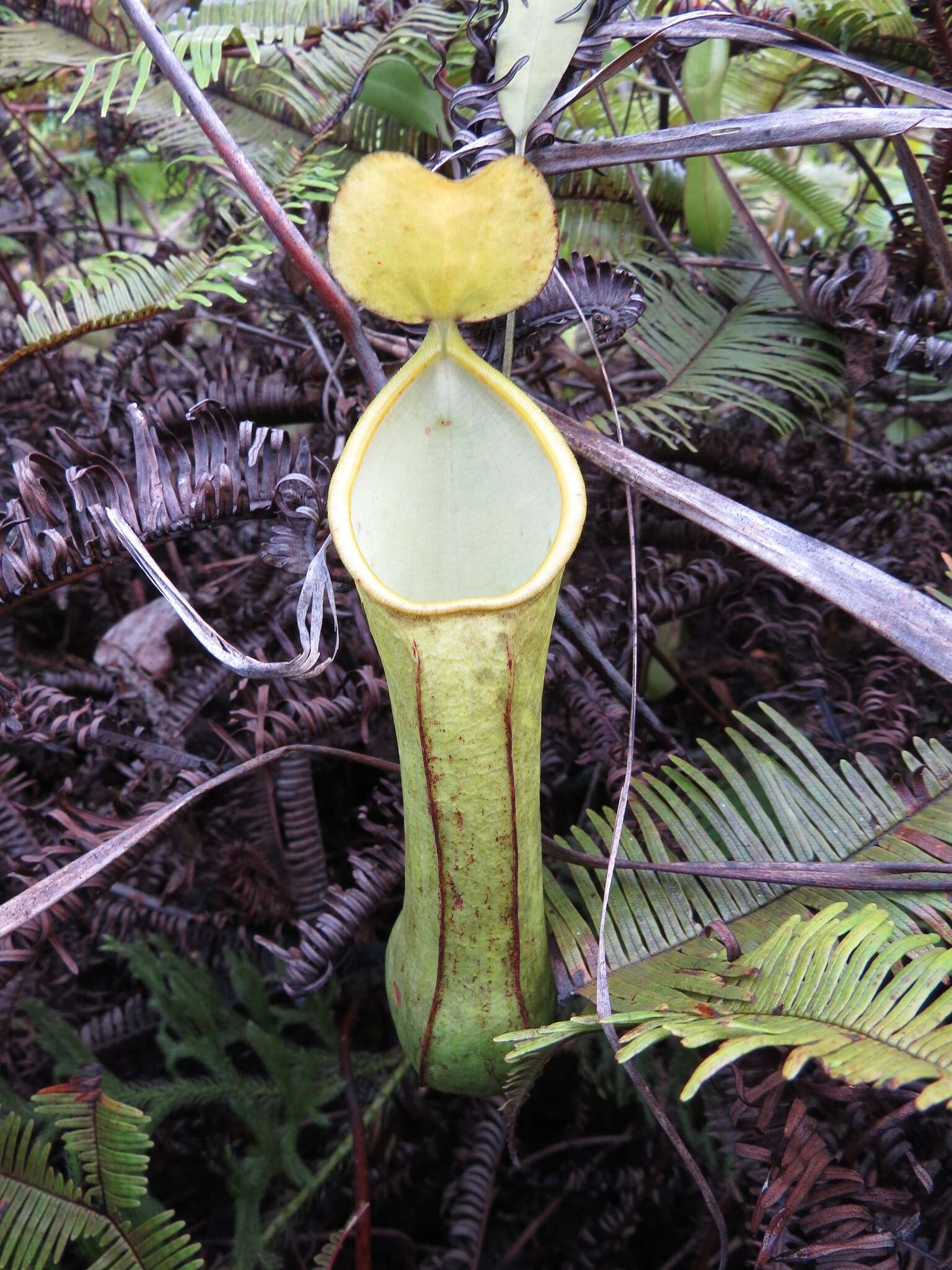 Image of Nepenthes tobaica Danser