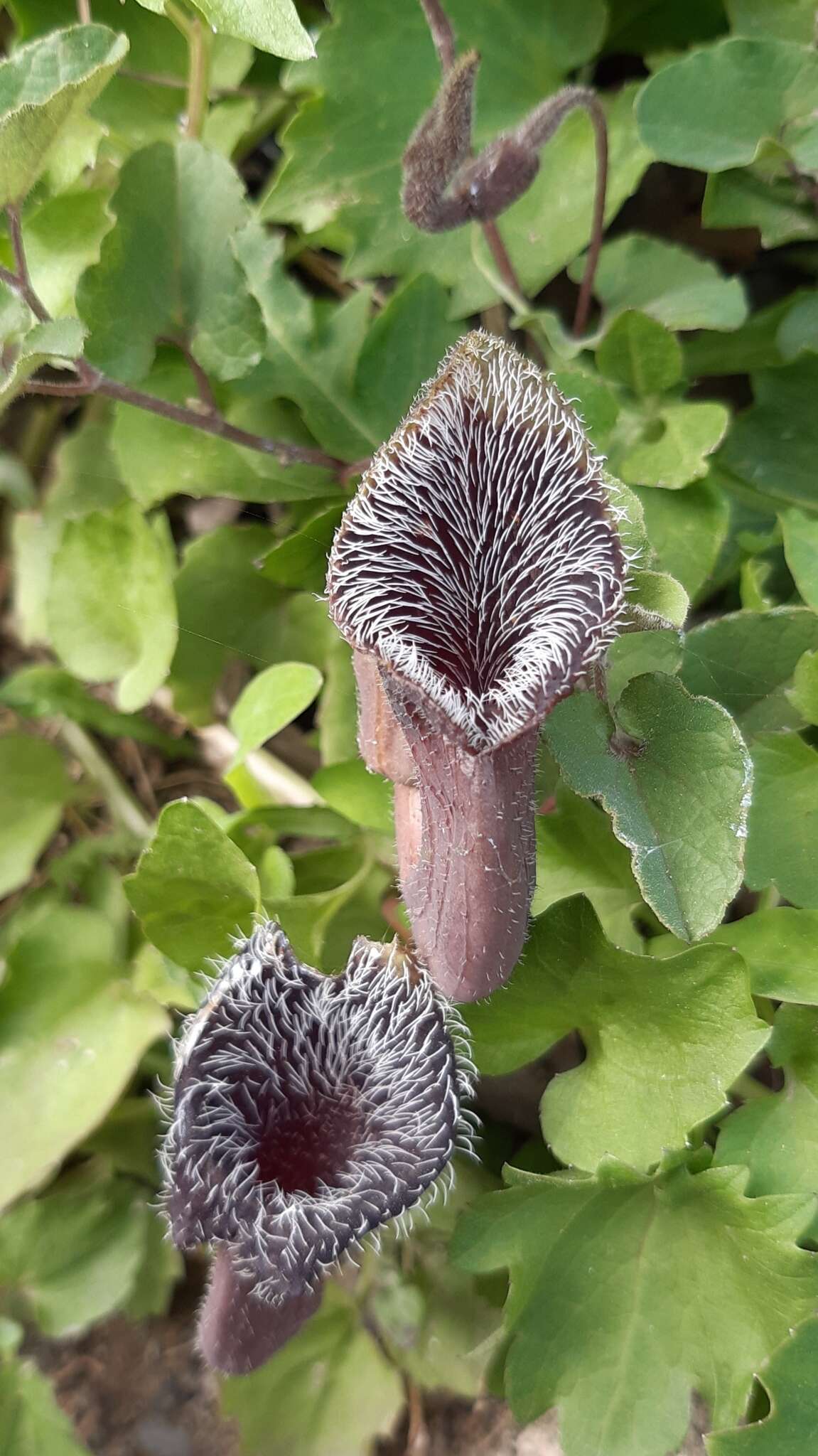 Image of Aristolochia cretica Lam.