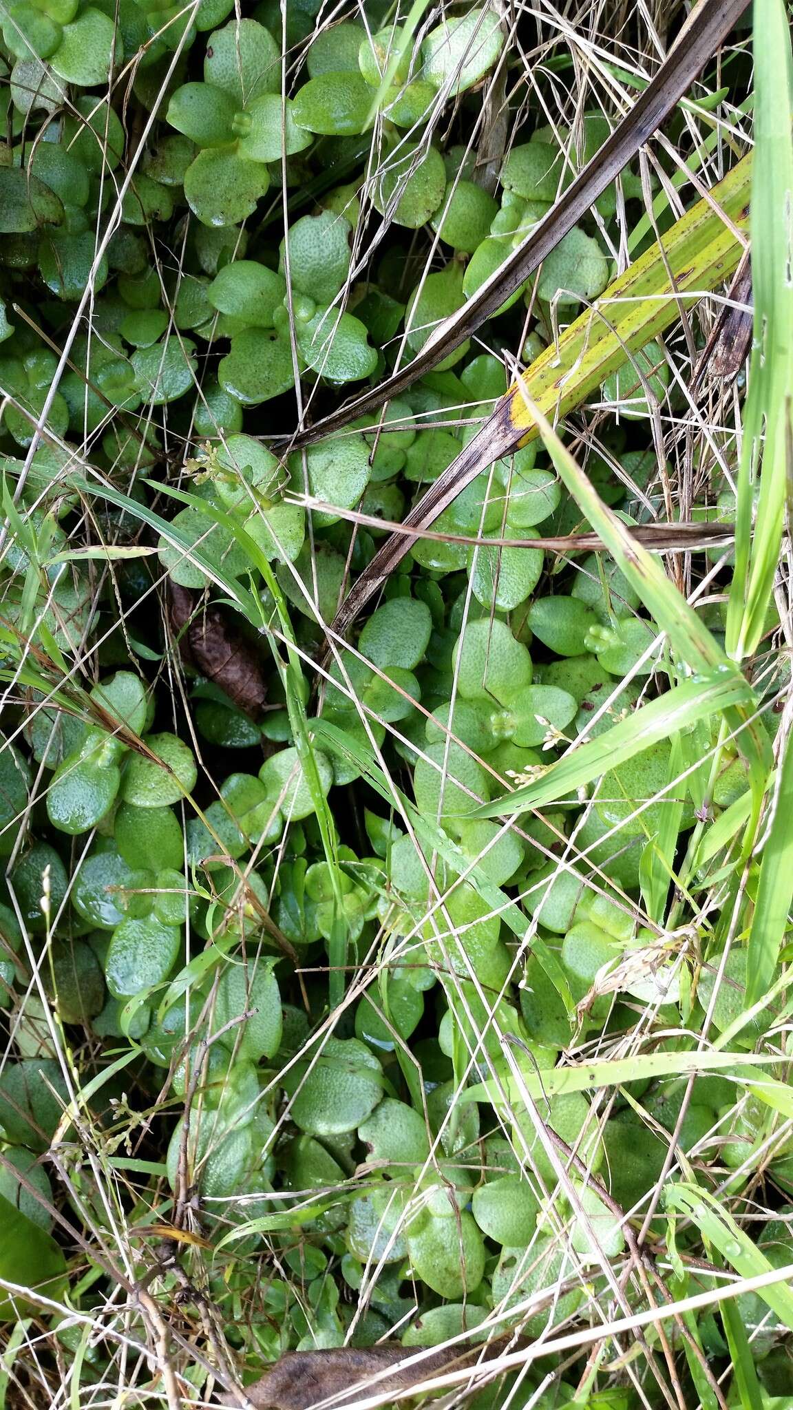 Image of Cape Province pygmyweed