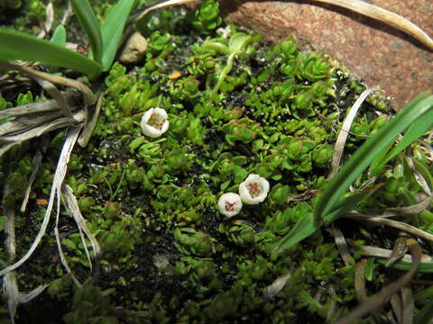 Image of Gaultheria caespitosa Poepp. & Endl.