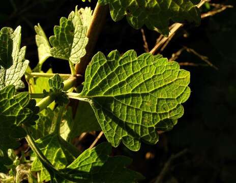 Image of Plectranthus bojeri (Benth.) Hedge