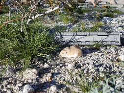 Image of Desert Pocket Mouse