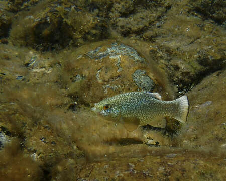 Image of Comanche Springs Pupfish