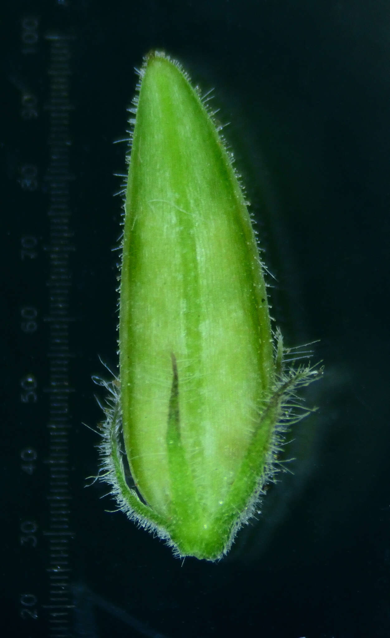 Haplanthodes tentaculatus (L.) R. B. Majumdar resmi