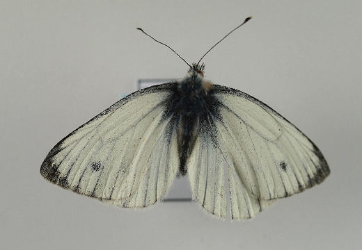 Image of <i>Pieris bryoniae</i> (Hübner (1806))
