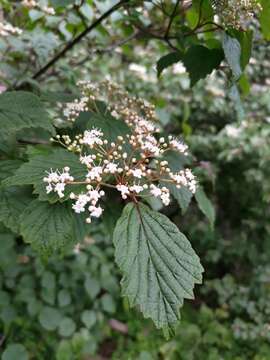 Image of Viburnum betulifolium Batalin