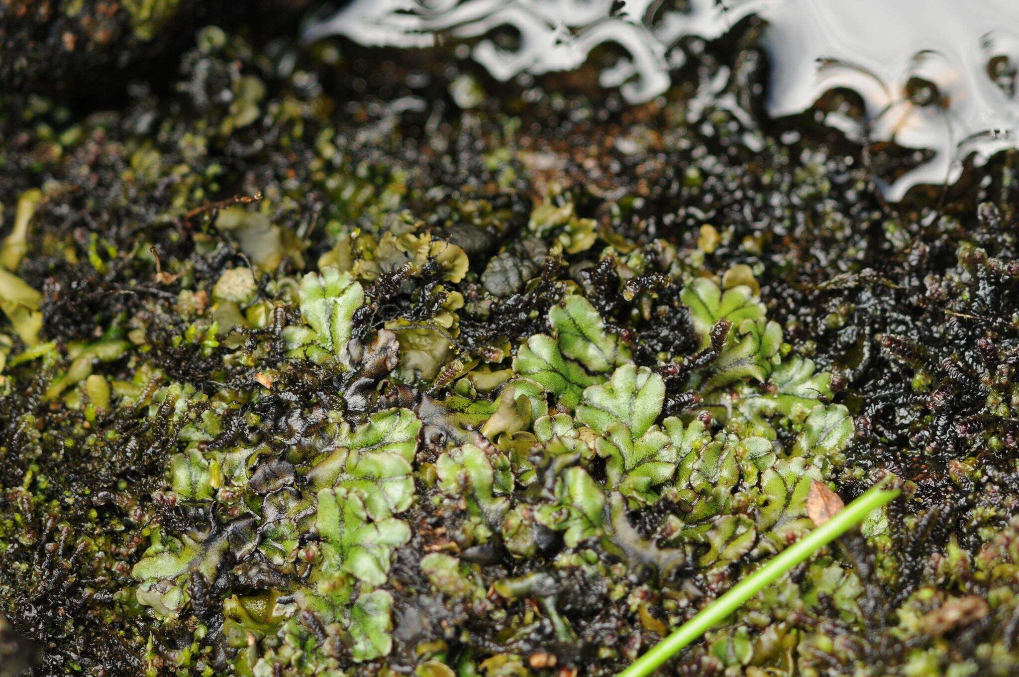 Image of Marchantia polymorpha subsp. polymorpha L.