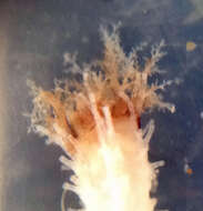 Image of pale sea cucumber