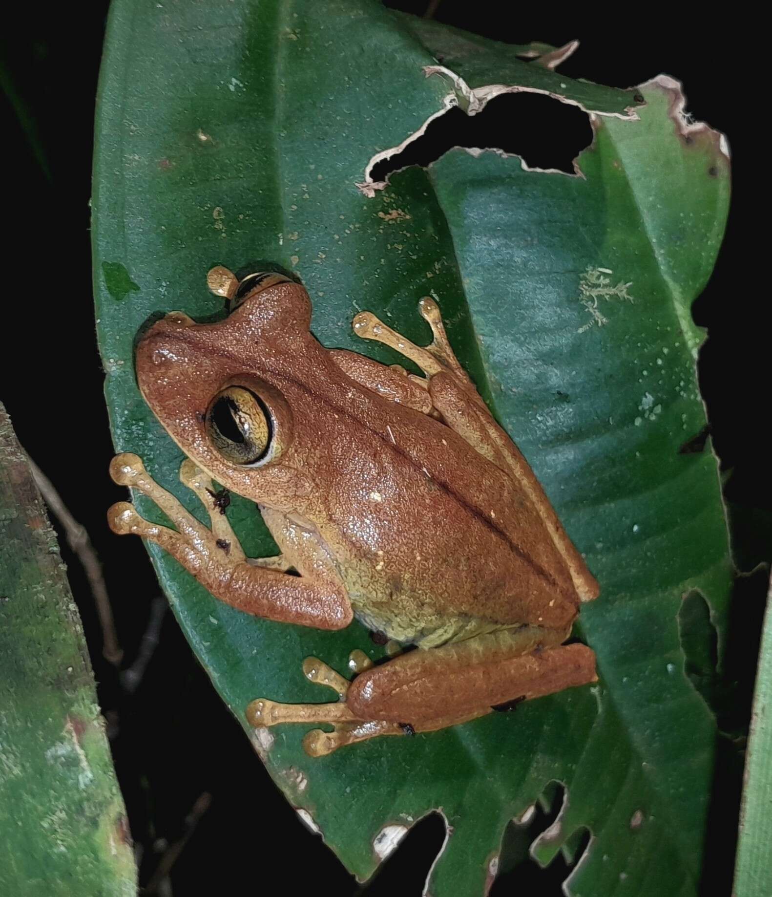 Imagem de Boana almendarizae (Caminer & Ron 2014)