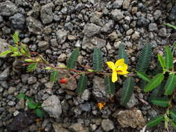 Image of Chamaecrista garambiensis (Hosok.) H. Ohashi, Tateishi & T. Nemoto