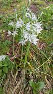 Image of drooping star of Bethlehem