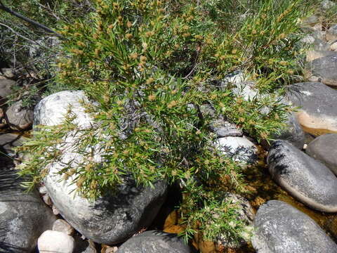 Image of Callistemon lanceolatus (Sm.) Sweet