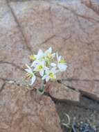 Image of Ornithogalum pruinosum F. M. Leight.