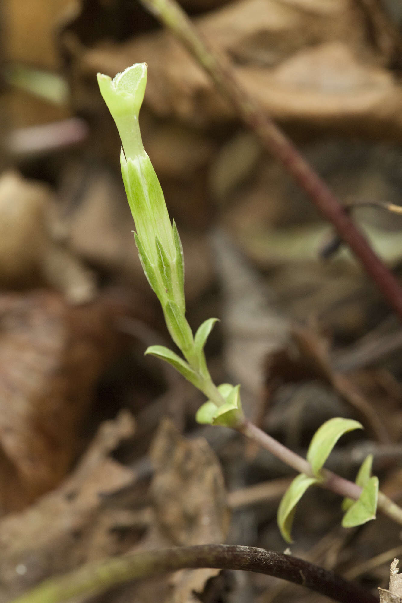 Image of Gentiana zollingeri Fawcett