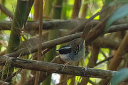 Image of White-bibbed Antbird