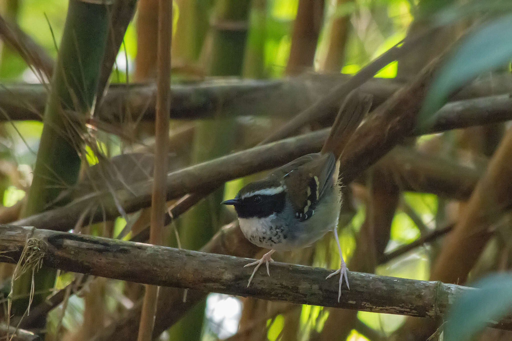 Image of White-bibbed Antbird