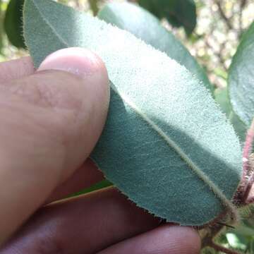 Imagem de Arbutus tessellata P. D. Sørensen