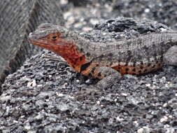 Image of Galapagos Lava Lizard