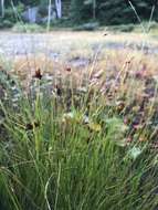 Image of brownish beaksedge