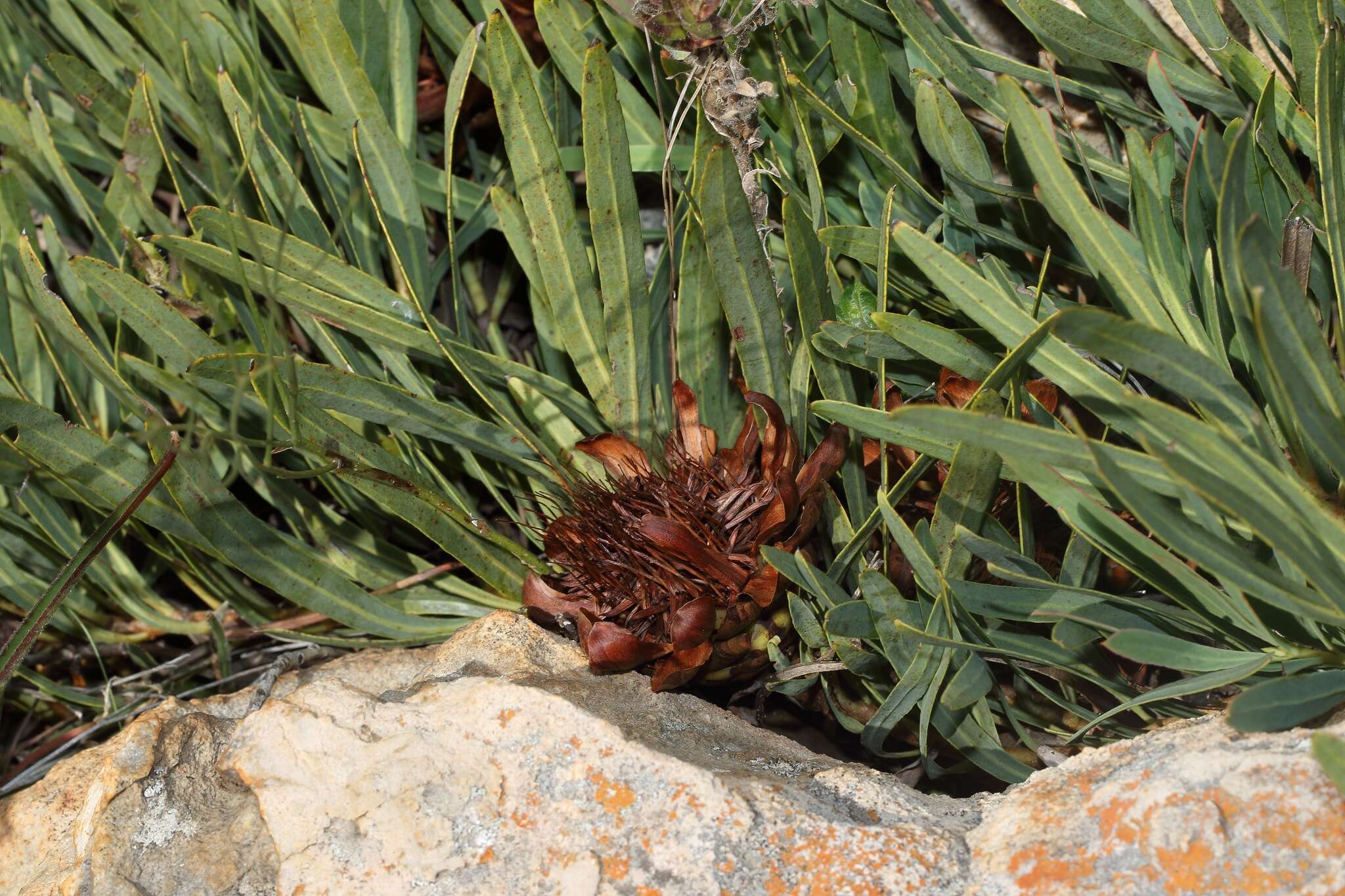Image of Protea parvula Beard