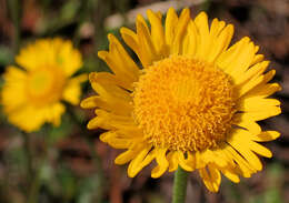 Image of southeastern sneezeweed