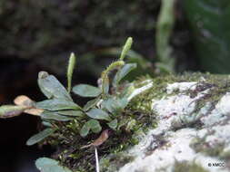 Image of Elaphoglossum spatulatum (Bory) Moore