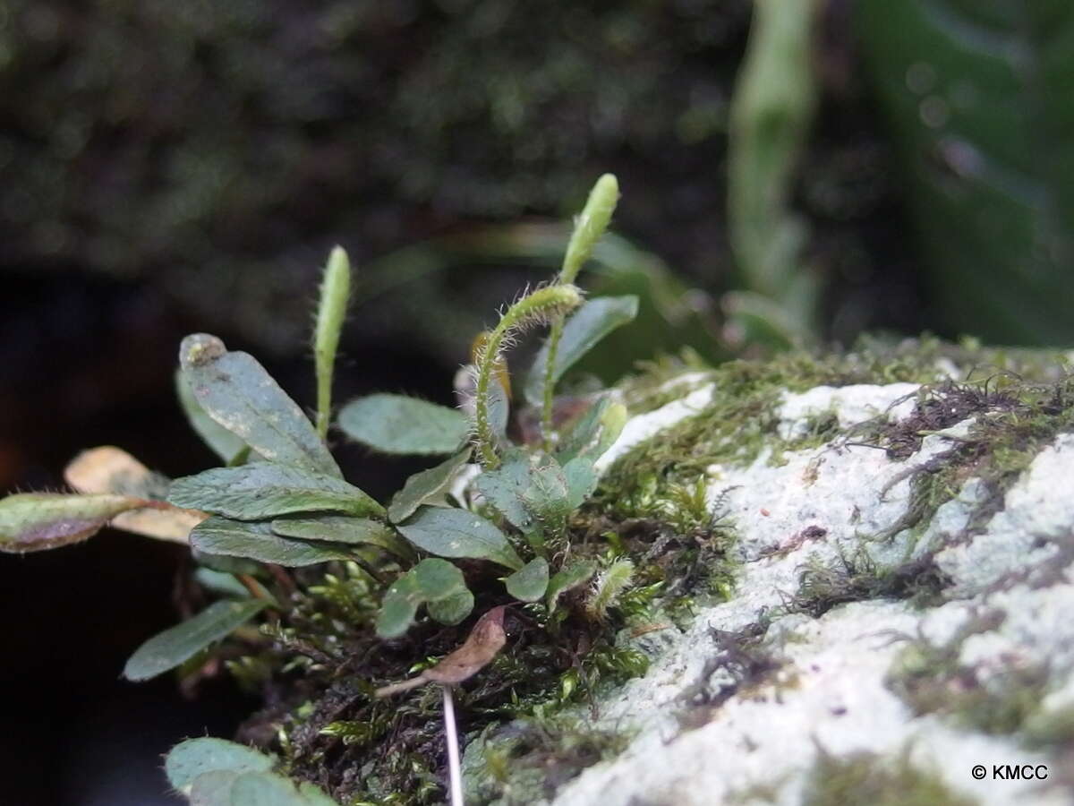 Image of Elaphoglossum spatulatum (Bory) Moore