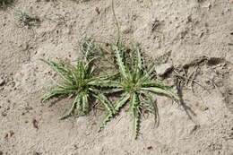 Imagem de Neotorularia torulosa (Desf.) Hedge & J. Léonard