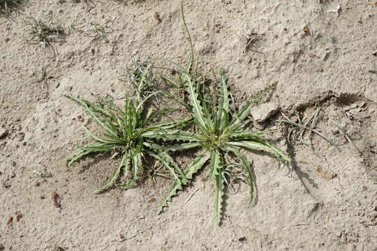 Image de Neotorularia torulosa (Desf.) Hedge & J. Léonard