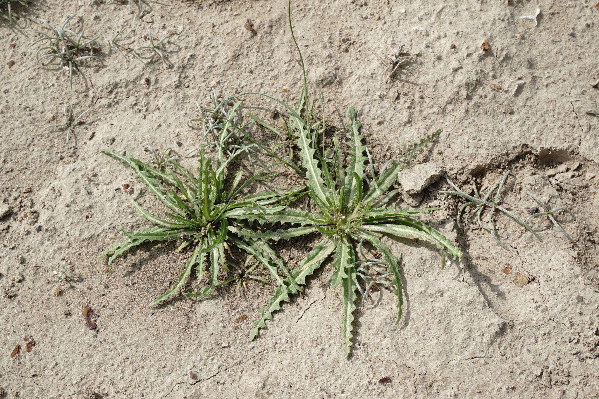 Image of Neotorularia torulosa (Desf.) Hedge & J. Léonard