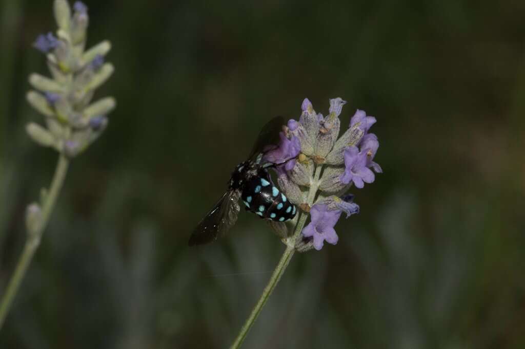 Thyreus caeruleopunctatus (Blanchard 1840) resmi