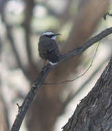 Image of Hall's Babbler