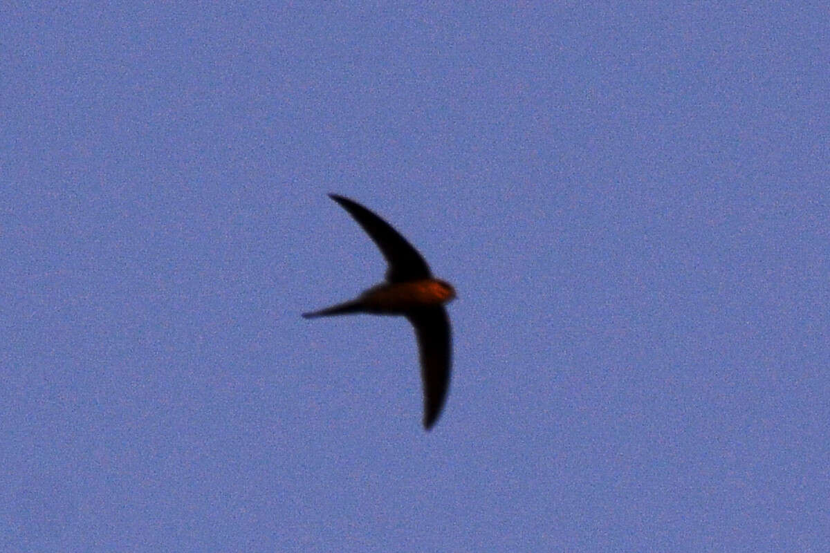 Image of African Palm Swift