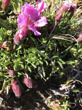 Image of Saponaria pumila Janchen