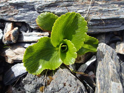 Image of Ranunculus godleyanus Hook. fil.