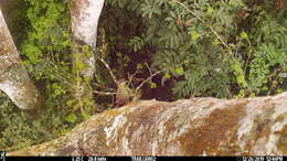 Image of Black-striped Woodcreeper