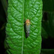 Parathona gratiosa (Blanchard 1840) resmi