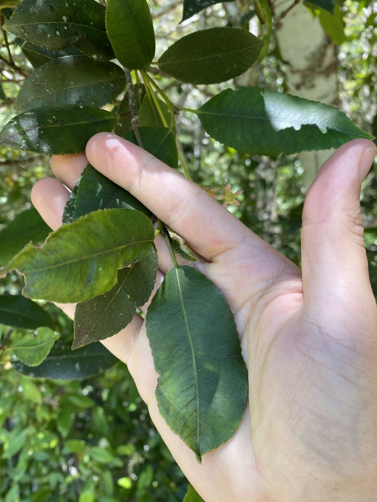 Слика од Ceratopetalum apetalum D. Don