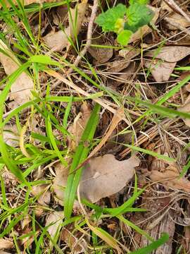 Image de Caladenia flava subsp. sylvestris Hopper & A. P. Br.