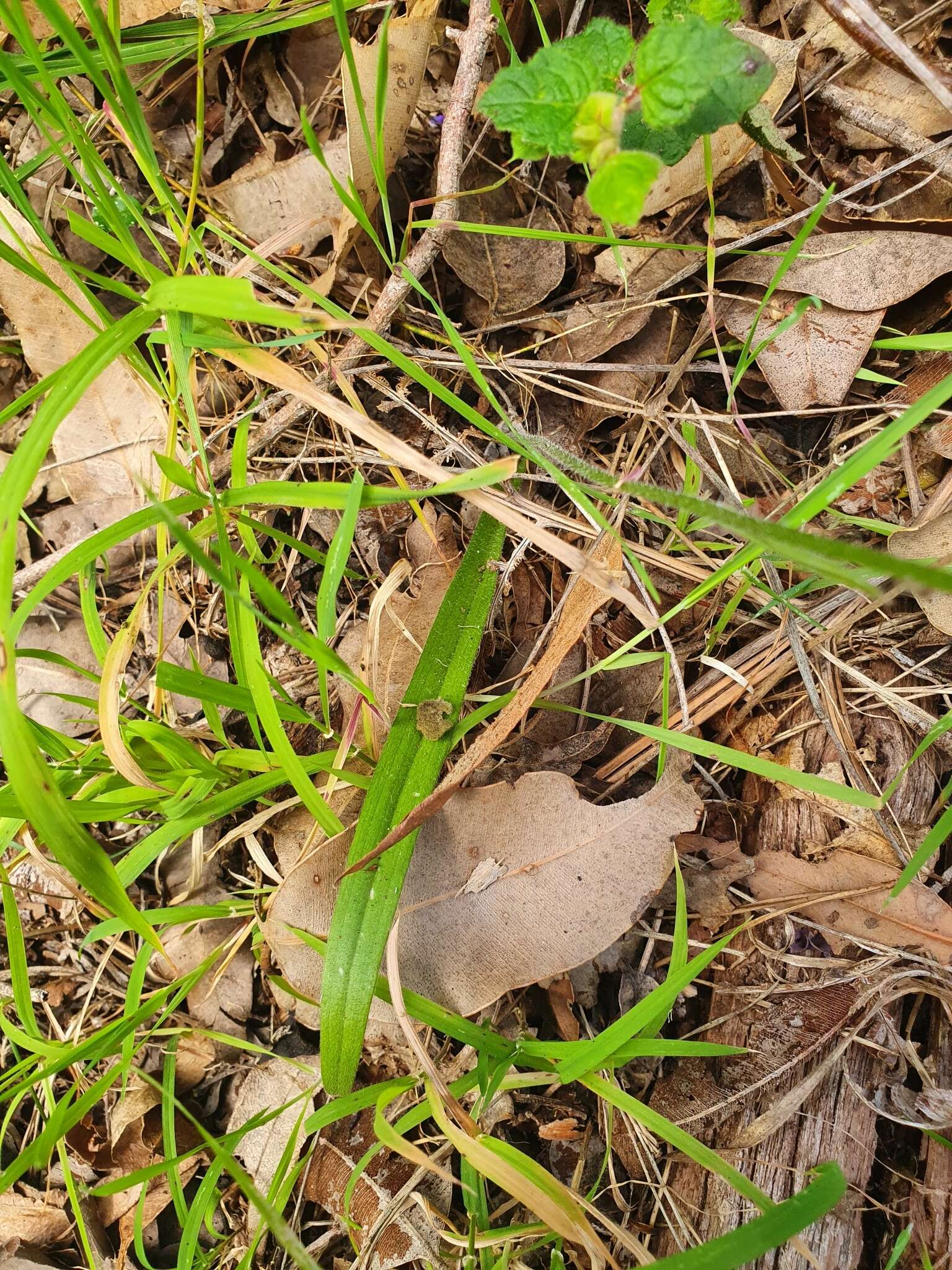 Image of Karri cowslip orchid