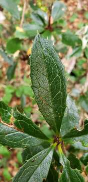 Image of Berberis pseudoilicifolia Skottsb.