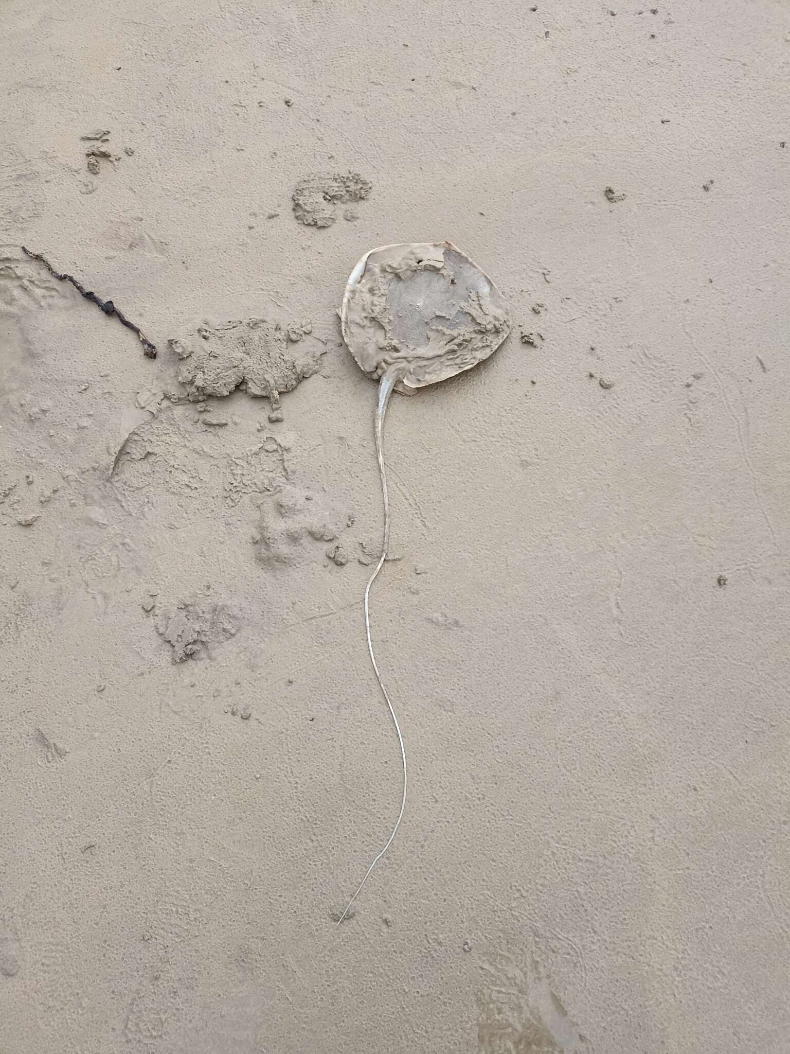 Image of Round whip ray