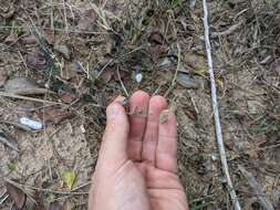 Image of eggleaf milkwort