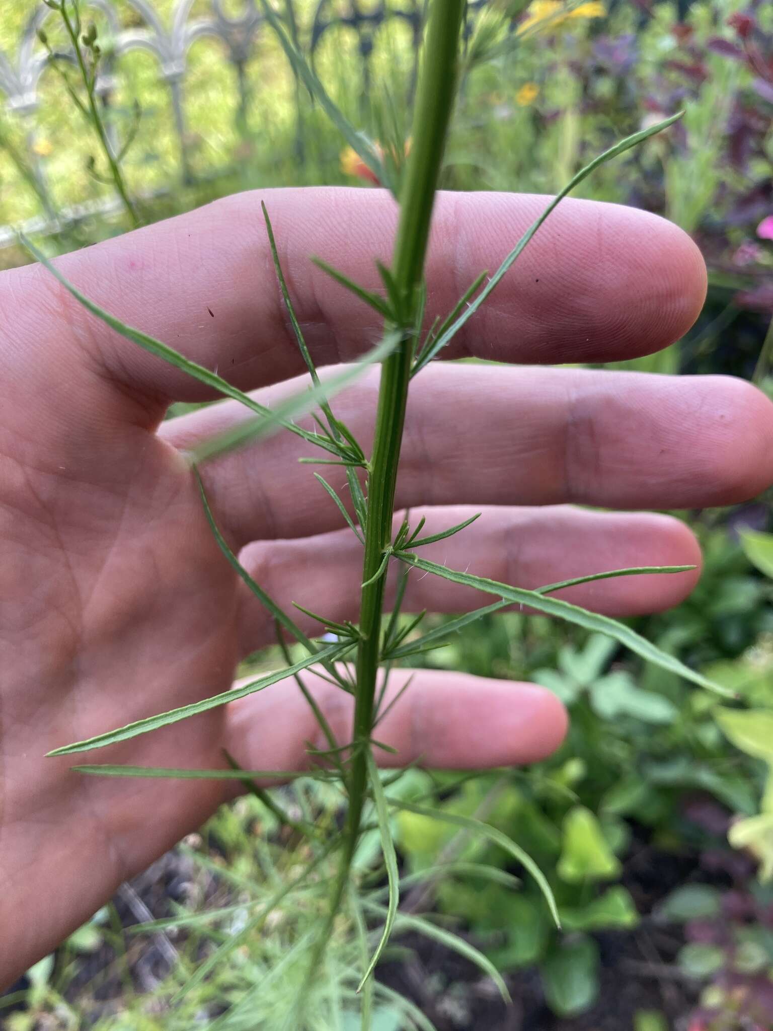 Image of Canadian Horseweed