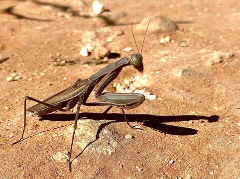 Image of Mantis religiosa religiosa (Linne 1758)