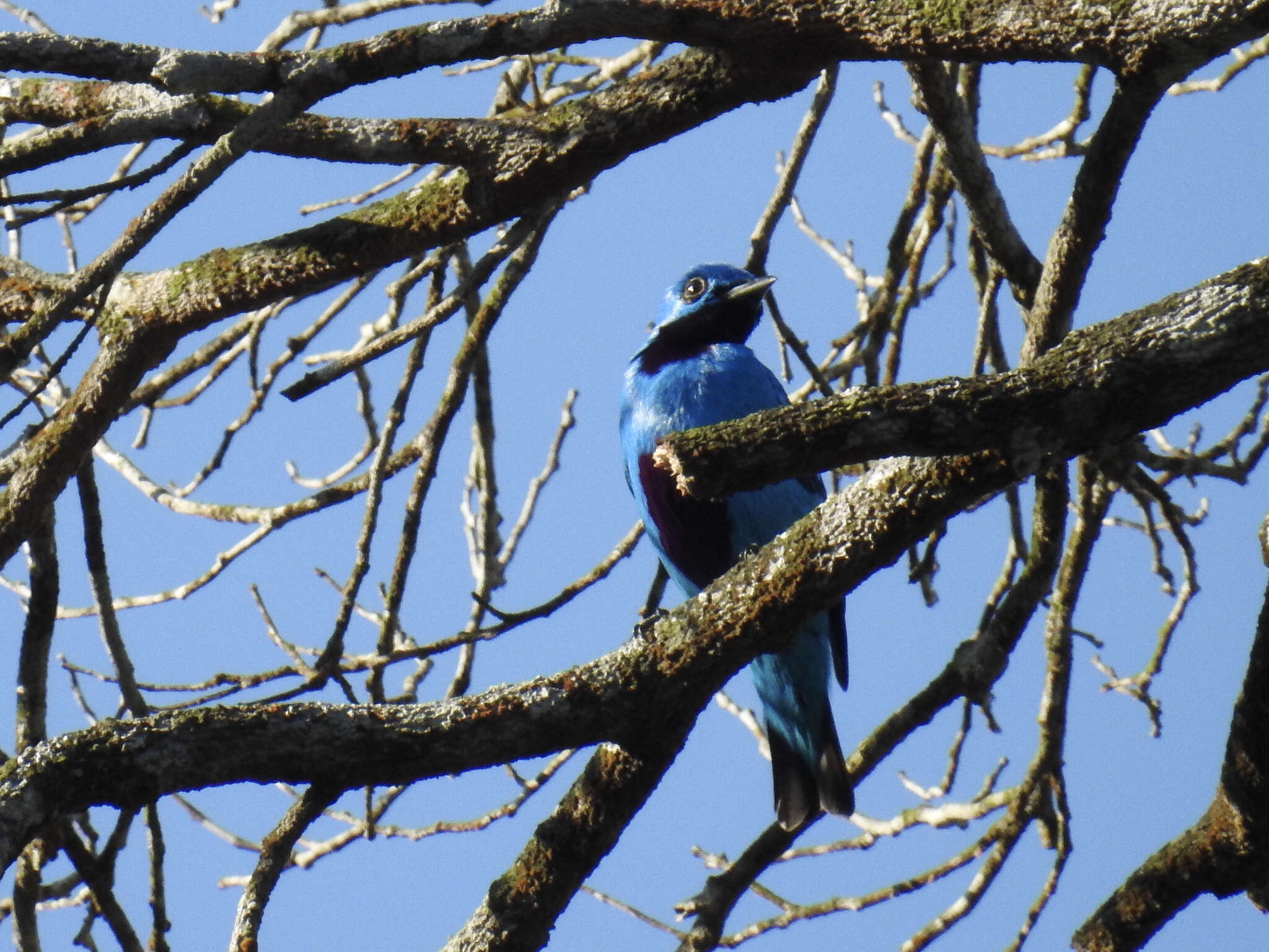 Слика од Cotinga nattererii (Boissonneau 1840)