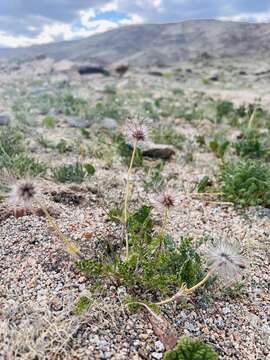 Image of Pulsatilla bungeana C. A. Mey. ex Ledeb.