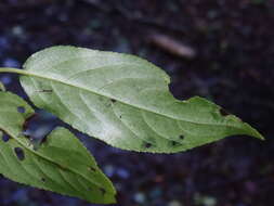 Image of Stachyurus himalaicus Hook. fil. & Thoms. ex Benth.