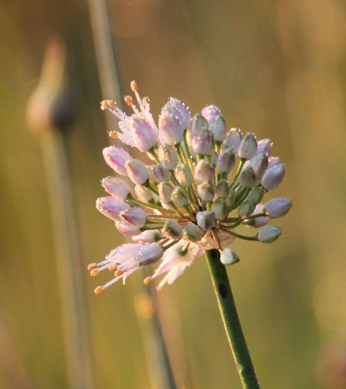 Слика од Allium suaveolens Jacq.